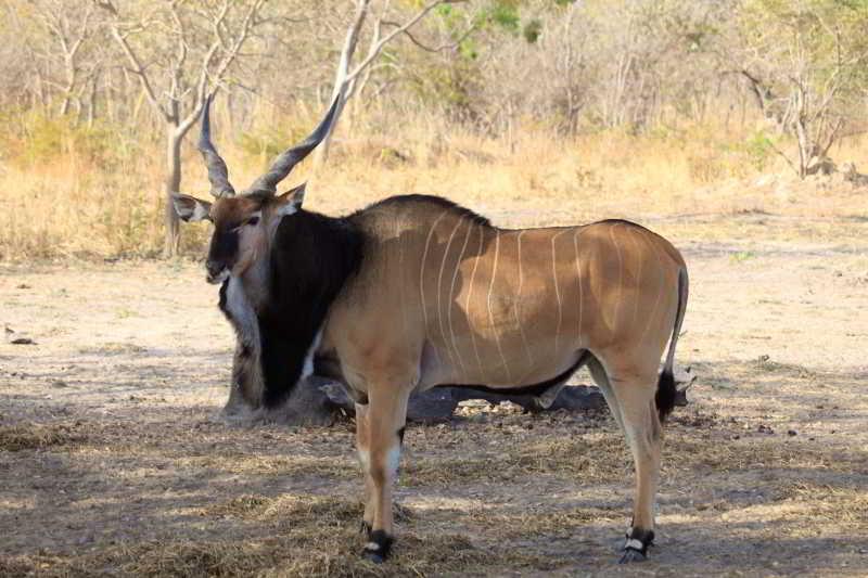 Toubakouta Fathala Wildlife Reserve المظهر الخارجي الصورة