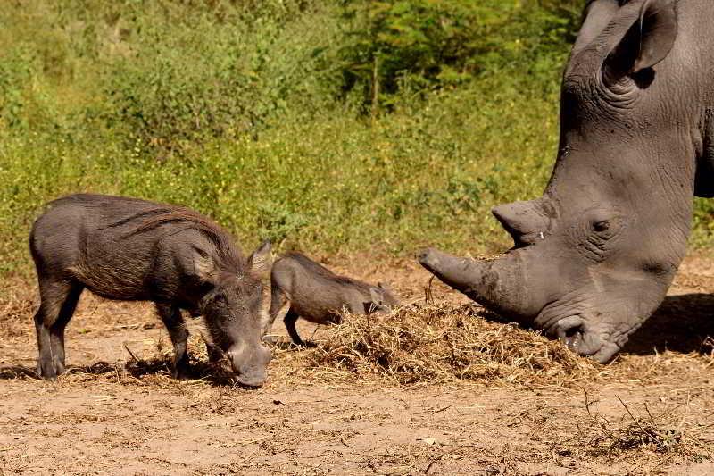 Toubakouta Fathala Wildlife Reserve المظهر الخارجي الصورة