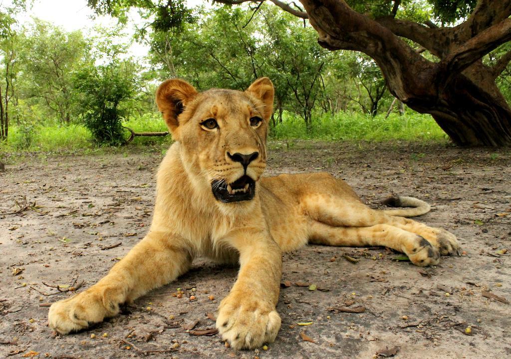 Toubakouta Fathala Wildlife Reserve المظهر الخارجي الصورة