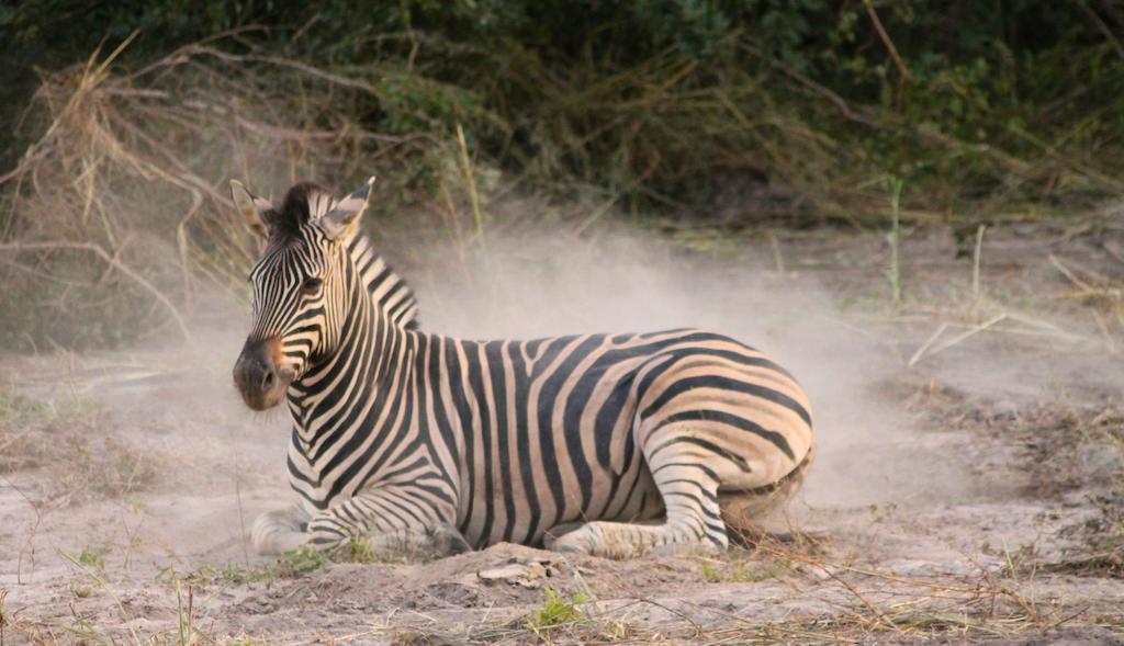 Toubakouta Fathala Wildlife Reserve المظهر الخارجي الصورة