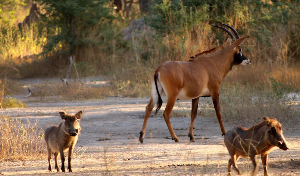 Toubakouta Fathala Wildlife Reserve المظهر الخارجي الصورة