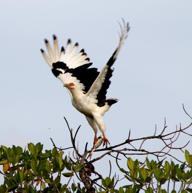 Toubakouta Fathala Wildlife Reserve المظهر الخارجي الصورة