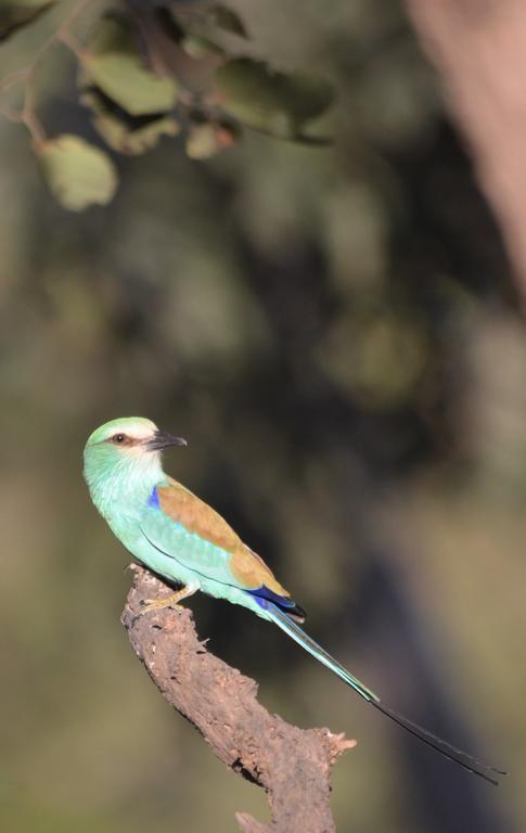 Toubakouta Fathala Wildlife Reserve المظهر الخارجي الصورة