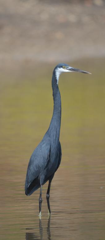Toubakouta Fathala Wildlife Reserve المظهر الخارجي الصورة