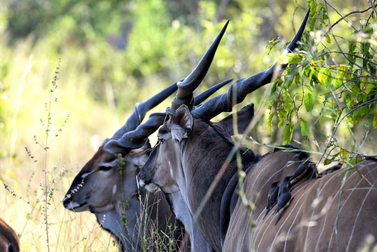 Toubakouta Fathala Wildlife Reserve المظهر الخارجي الصورة