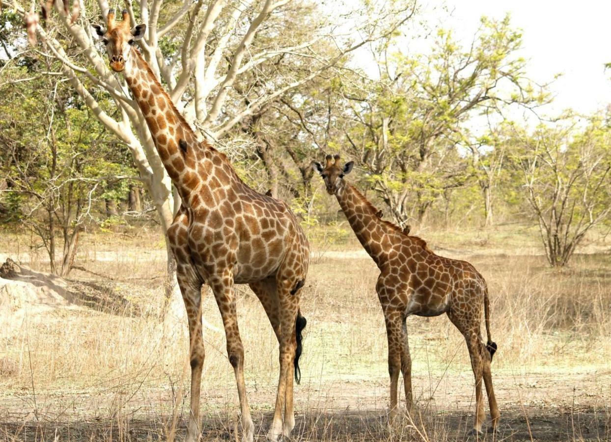 Toubakouta Fathala Wildlife Reserve المظهر الخارجي الصورة