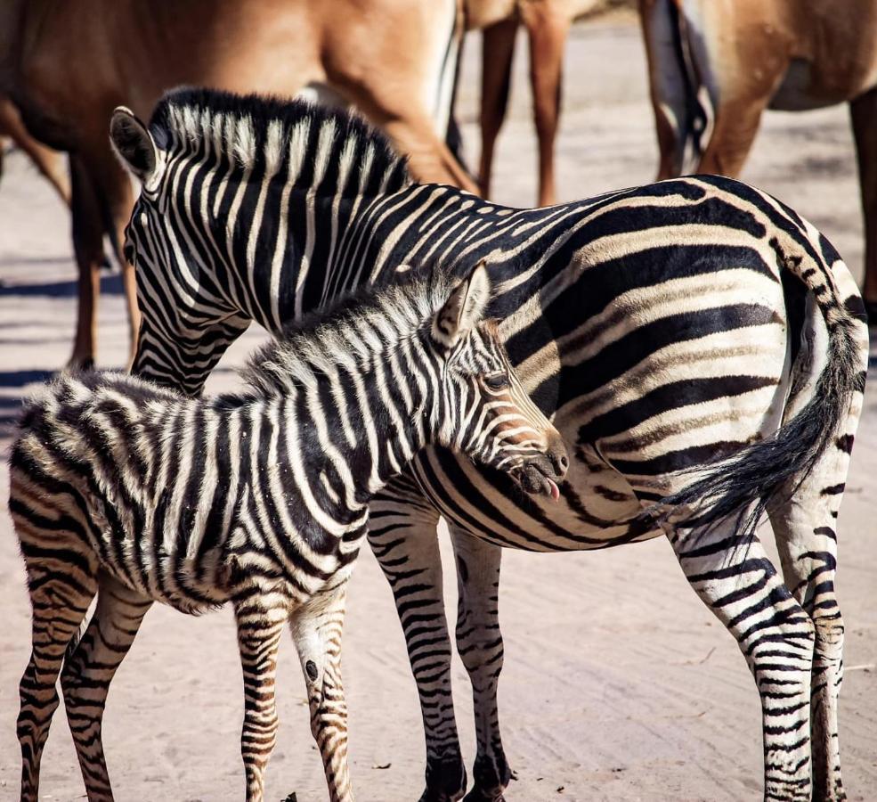 Toubakouta Fathala Wildlife Reserve المظهر الخارجي الصورة