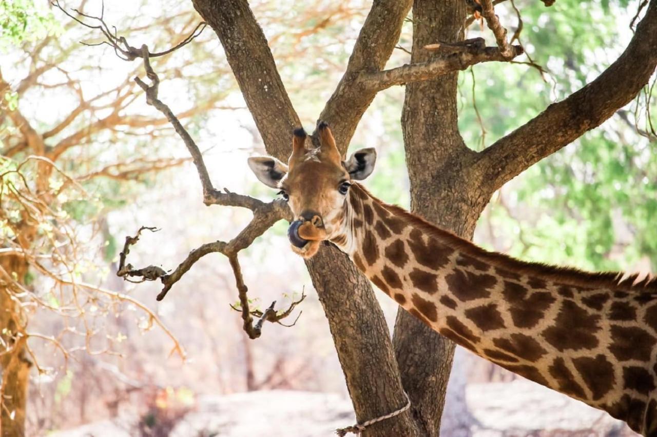 Toubakouta Fathala Wildlife Reserve المظهر الخارجي الصورة